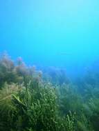 Image of Australian barracuda