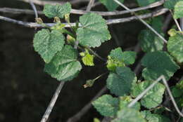 Image of heartleaf fanpetals