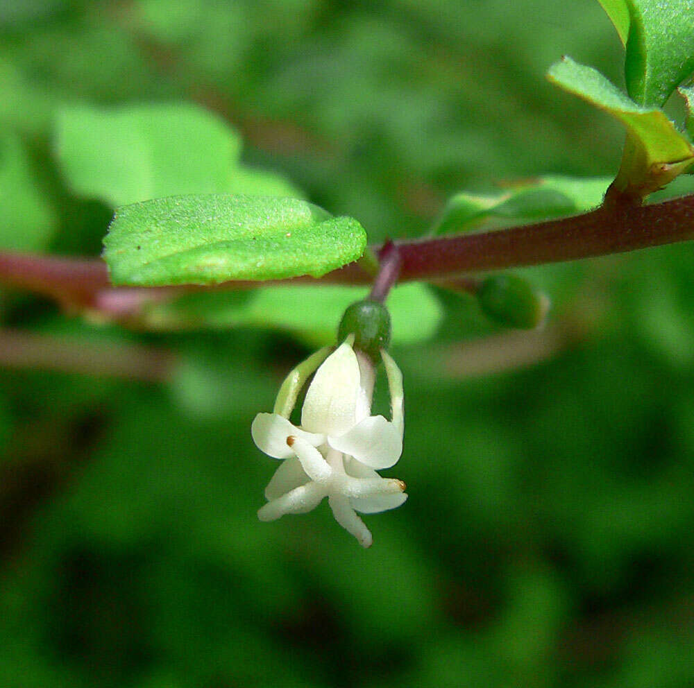 Image of Fuchsia