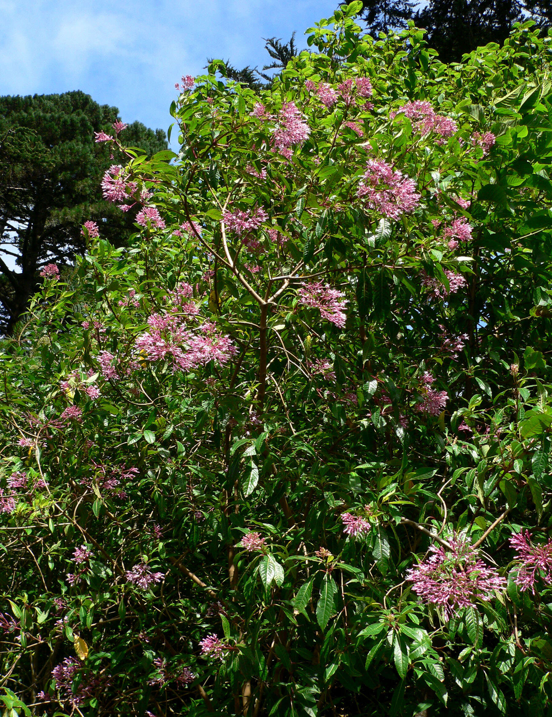 Image of shrubby fuchsia