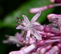 Image of shrubby fuchsia