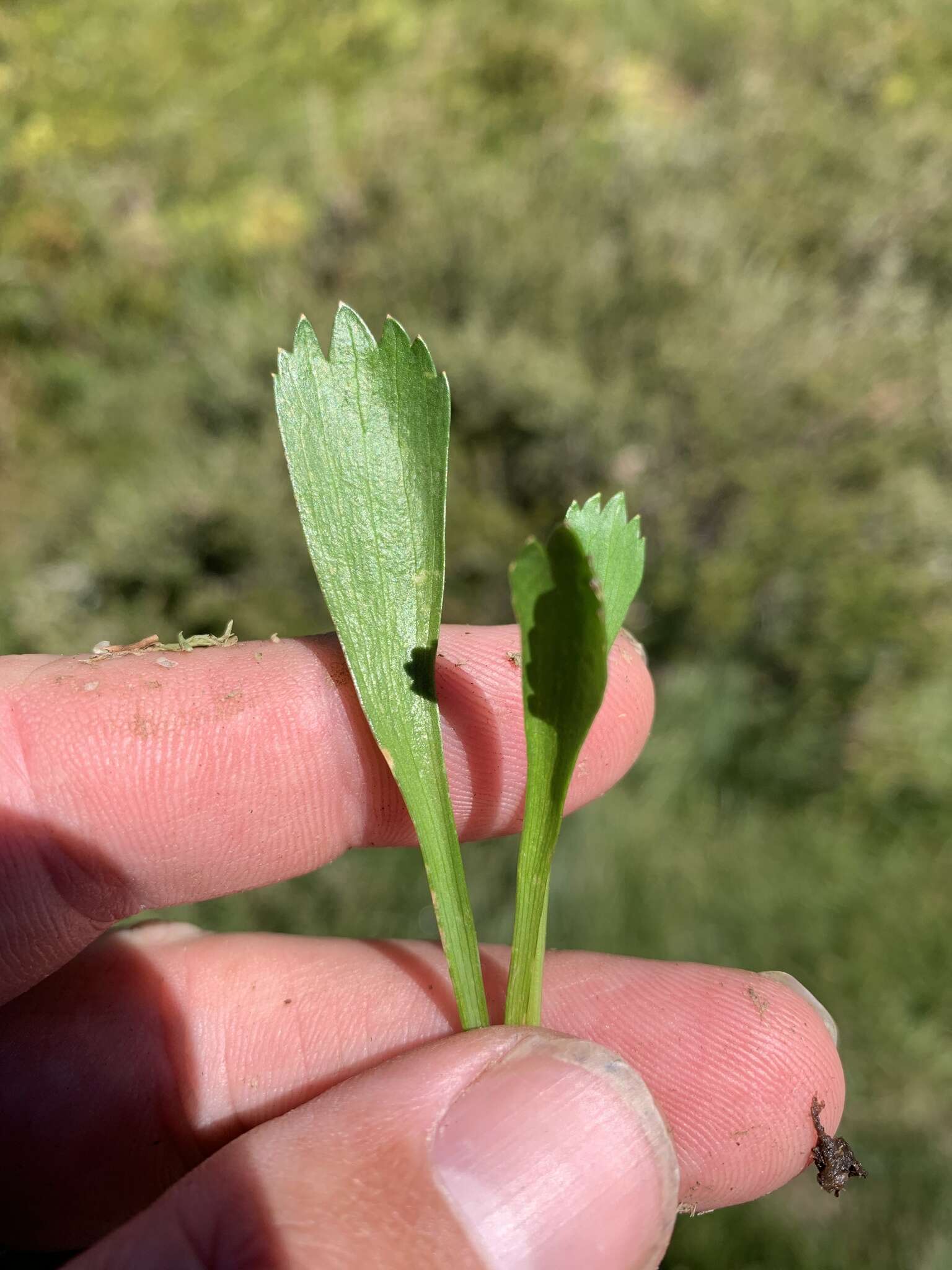 Image of Oschatzia cuneifolia (F. Müll.) Drude