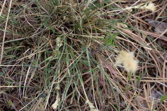 Plancia ëd Poa fendleriana (Steud.) Vasey