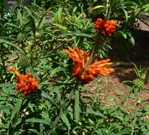 Image of lion's ear