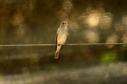 Image of Asian Brown Flycatcher