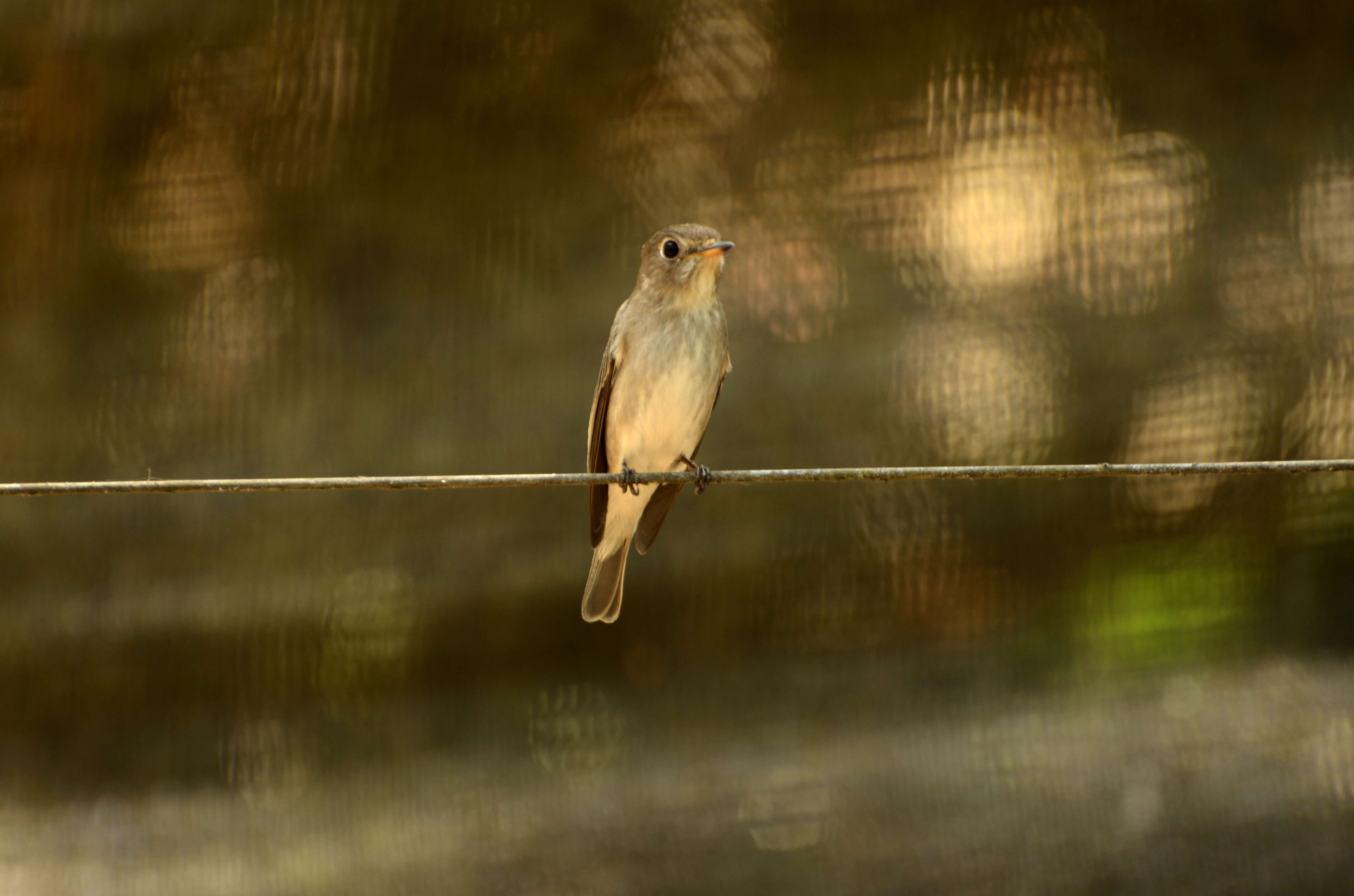 Image of Asian Brown Flycatcher