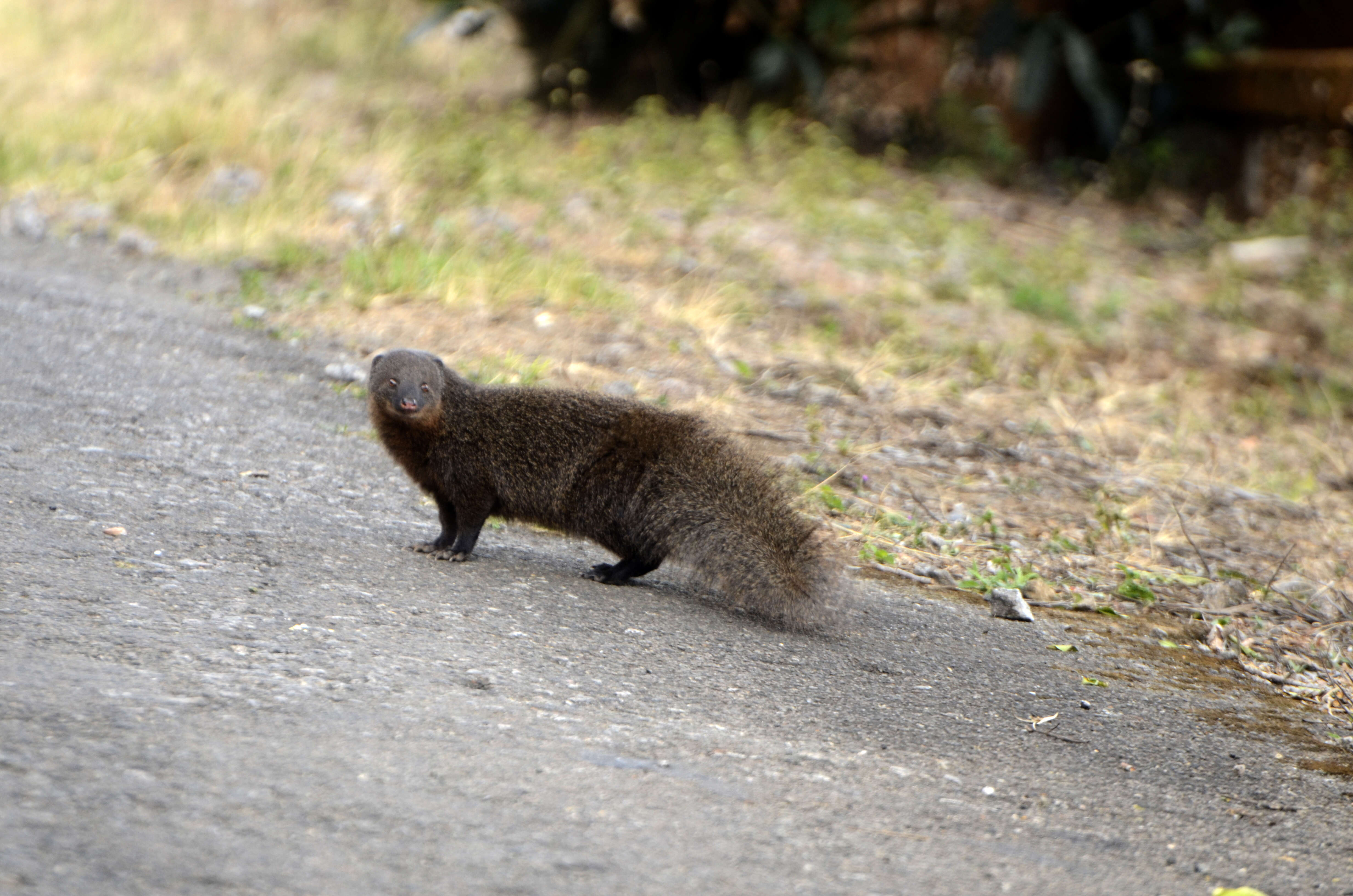 Image of Brown Mongoose