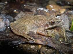 Image of Mountain Chorus Frog