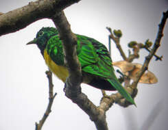 Image of African Emerald Cuckoo