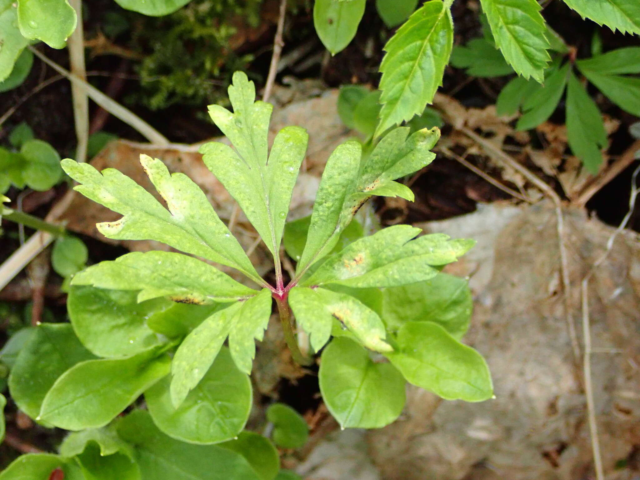 Image of Tranzschelia pruni-spinosae (Pers.) Dietel 1922