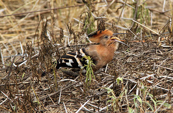 Image of African Hoopoe