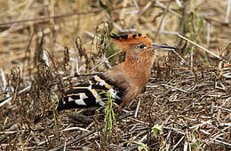 Image of African Hoopoe