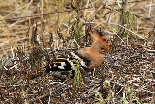 Image of African Hoopoe