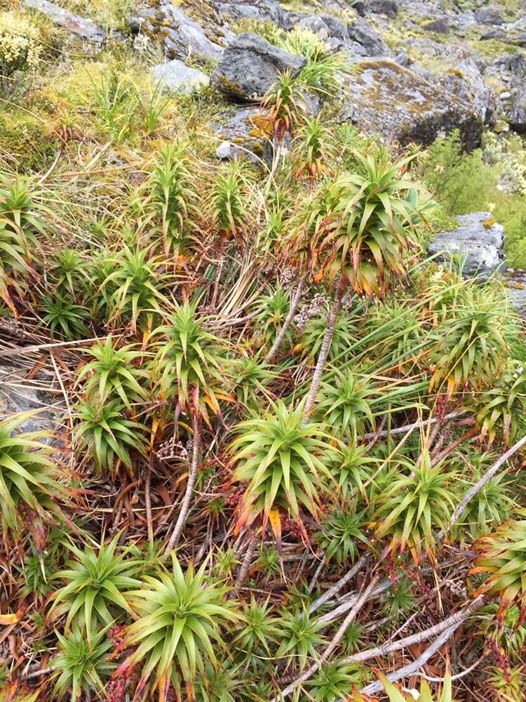 Imagem de Dracophyllum menziesii Hook. fil.