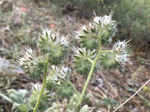 Phacelia egena (Greene ex Brand) J. T. Howell的圖片