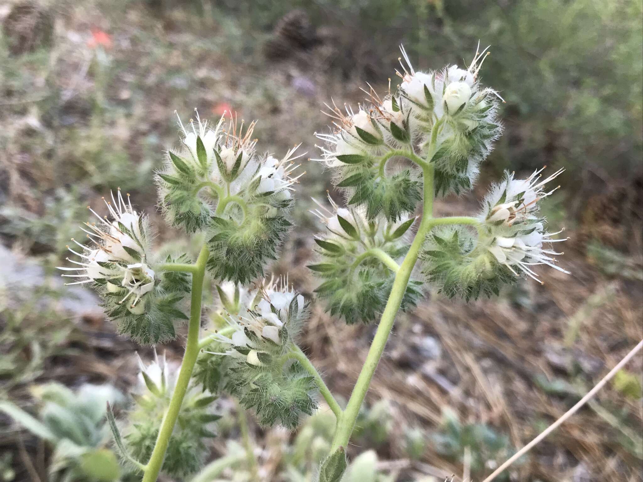 Image of Kaweah River phacelia