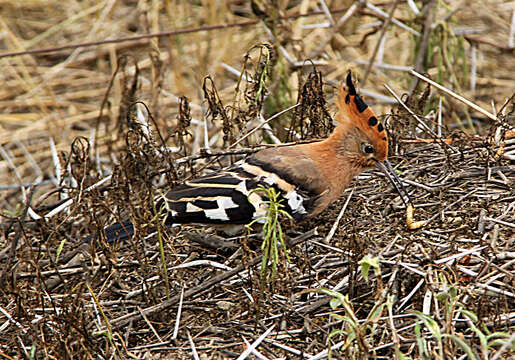 Image of African Hoopoe