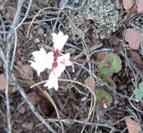 Image of Crassula saxifraga Harv.