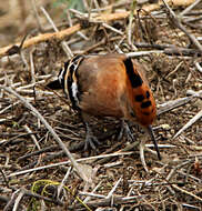 Image of African Hoopoe