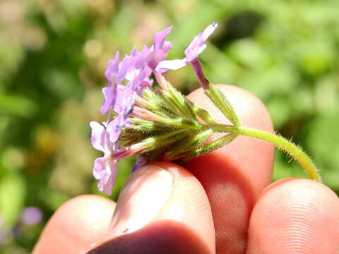 Image of Glandularia mendocina (Phil.) Covas & Schnack