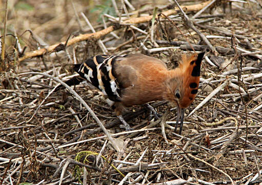 Image of African Hoopoe