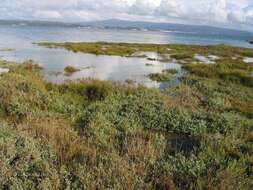 Sivun Salicornia ramosissima J. Woods kuva