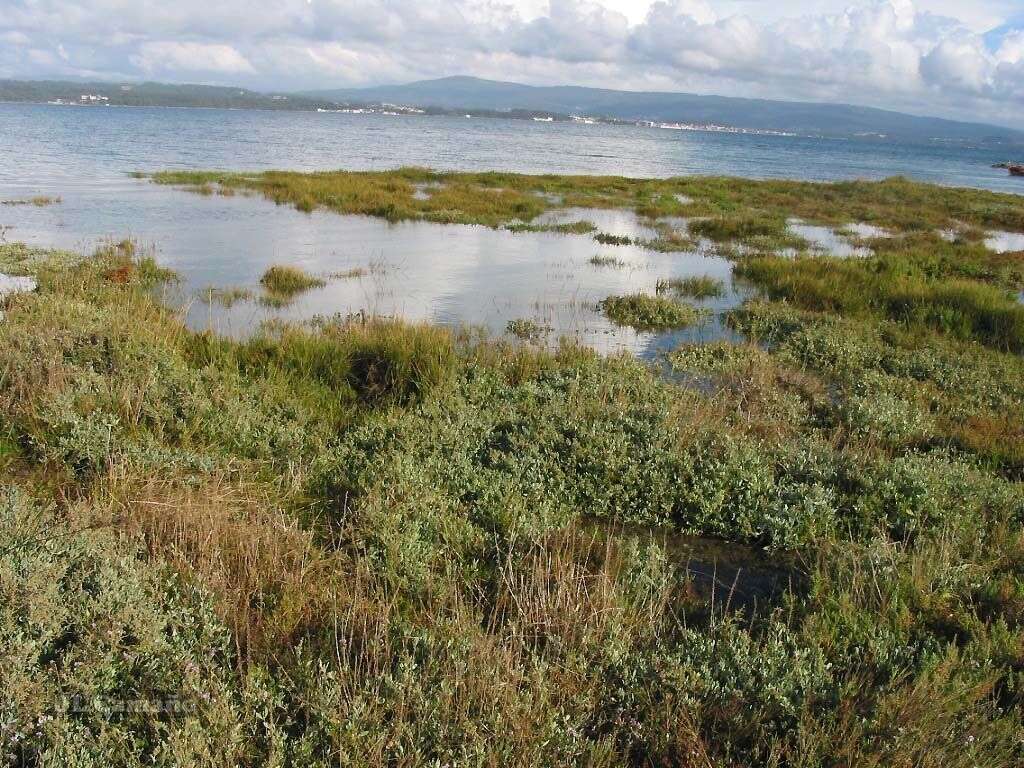 Image of Salicornia ramosissima J. Woods