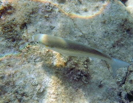 Image of Golden Grey Mullet