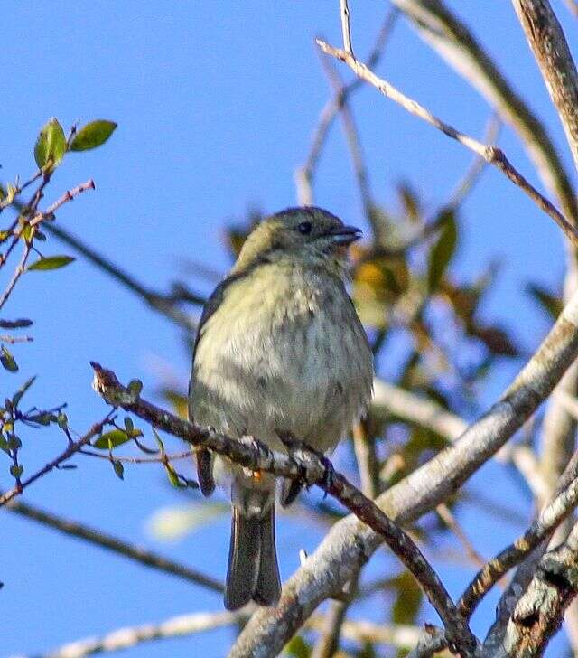 Spinus dominicensis (Bryant & H 1867)的圖片