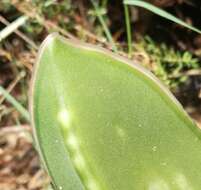 Image of Gasteria excelsa Baker