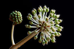 Image of fatsia