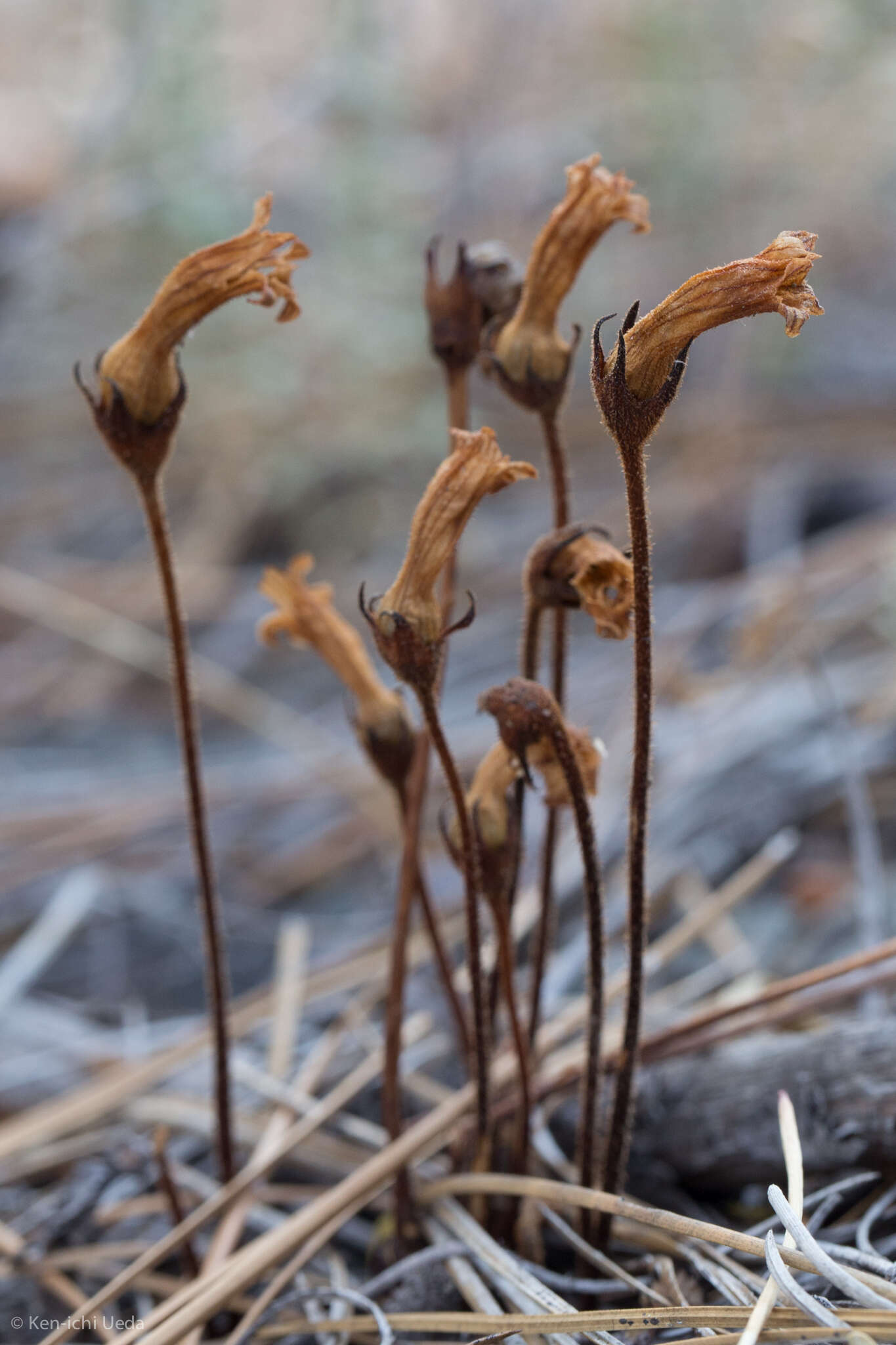 Image of Galium broomrape