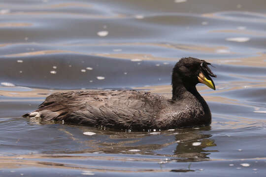 Image of Horned Coot