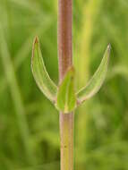 Image of <i>Coleus kirkii</i>