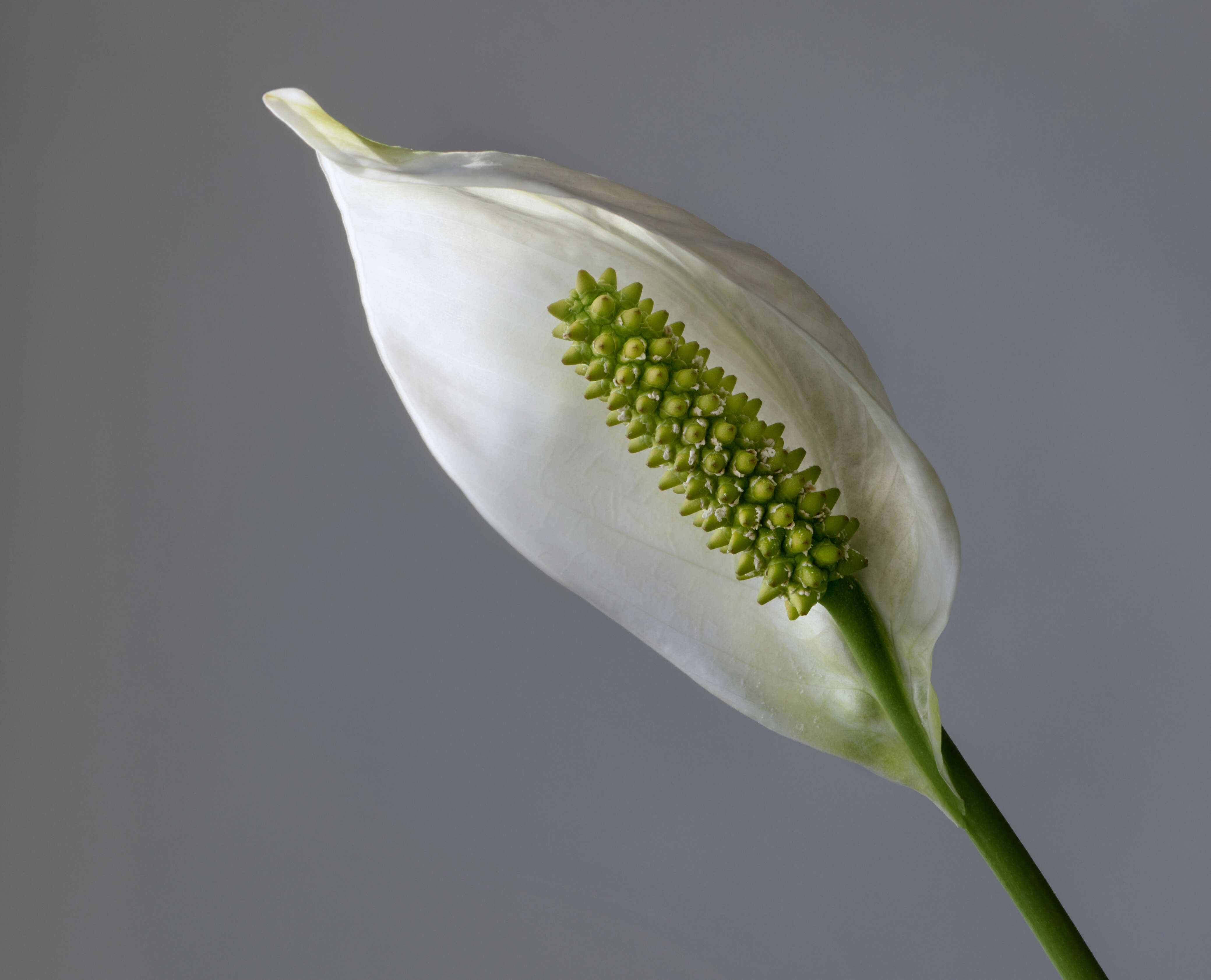 Image of peace lily