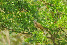 Image of White-browed Bulbul