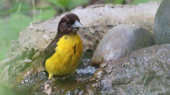 Image of Dark-backed Weaver