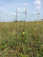 Imagem de Verbascum blattaria L.