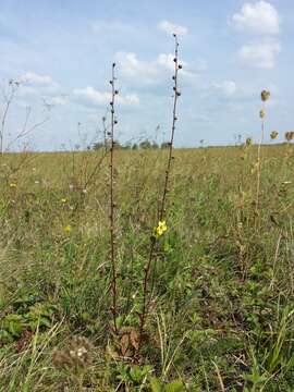 Imagem de Verbascum blattaria L.