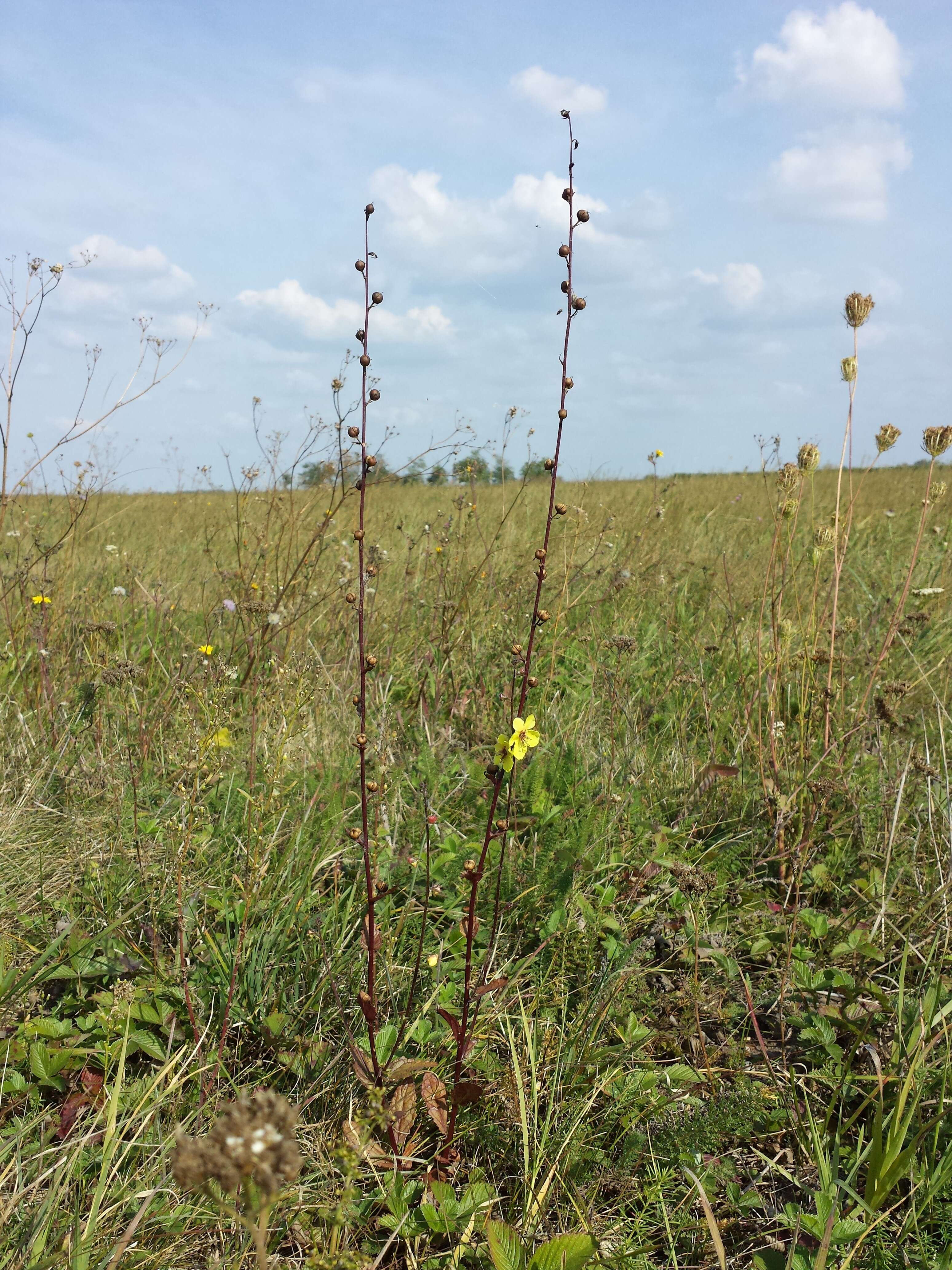 Imagem de Verbascum blattaria L.