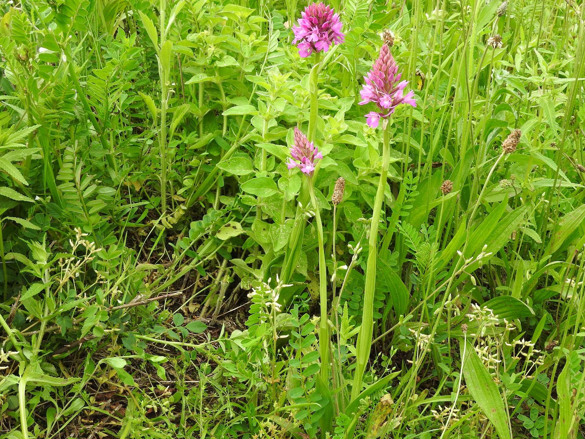 صورة Anacamptis pyramidalis (L.) Rich.