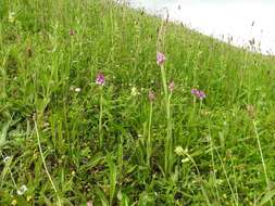 صورة Anacamptis pyramidalis (L.) Rich.