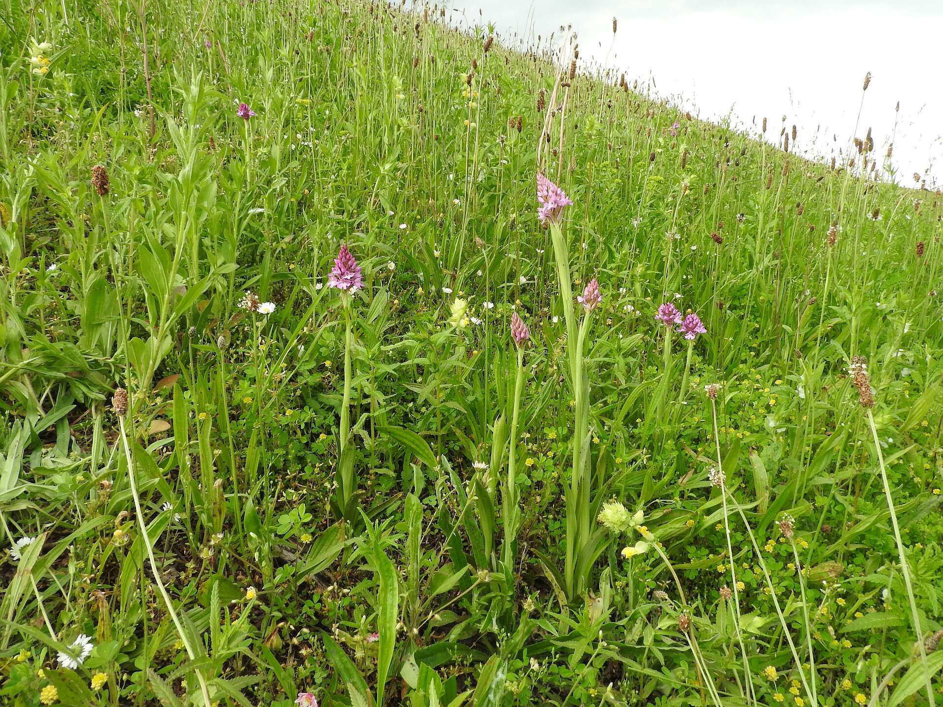 صورة Anacamptis pyramidalis (L.) Rich.