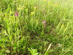 Image of Pyramidal orchid