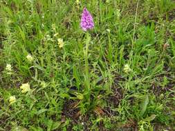 صورة Anacamptis pyramidalis (L.) Rich.