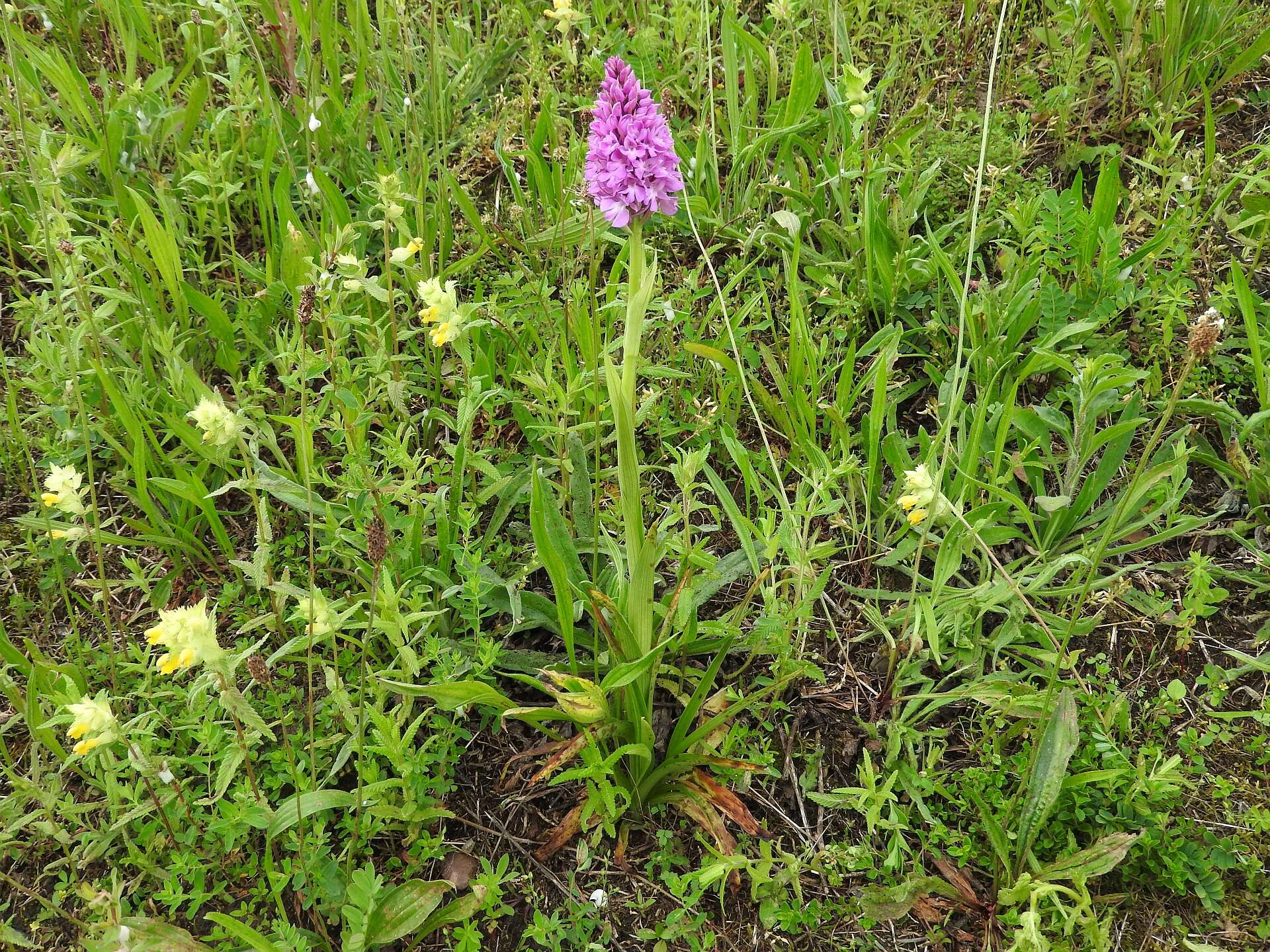 صورة Anacamptis pyramidalis (L.) Rich.