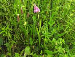 صورة Anacamptis pyramidalis (L.) Rich.