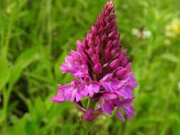 صورة Anacamptis pyramidalis (L.) Rich.