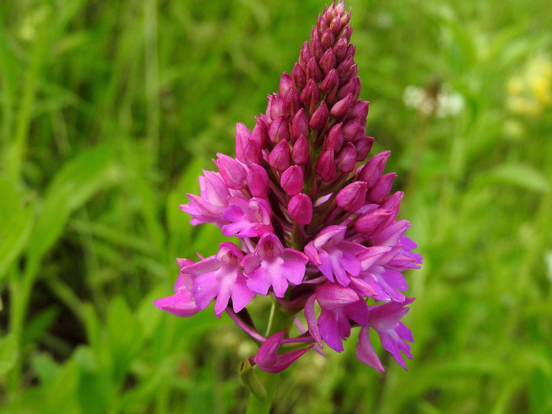 صورة Anacamptis pyramidalis (L.) Rich.