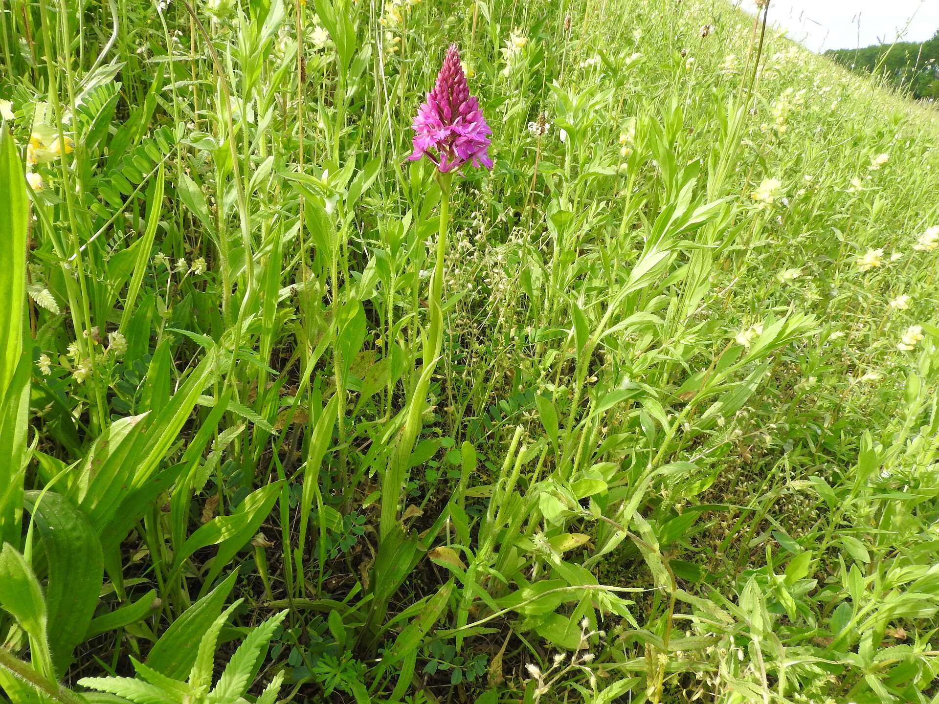 صورة Anacamptis pyramidalis (L.) Rich.